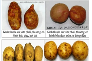  Phân biệt khoai tây Trung Quốc “đội lốt” khoai tây Đà Lạt