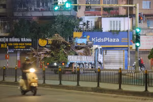 Hàng cây xanh tại phố Chùa Bộc đã được đánh chuyển đi trong đêm để thực hiện mở rộng vỉa hè, xây cầu thép.