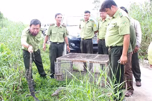 Lực lượng Kiểm lâm thả Kỳ đà hoa về môi trường tự nhiên.