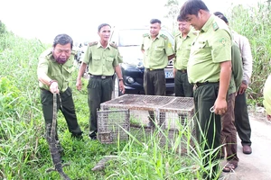 Lực lượng Kiểm lâm thả Kỳ đà hoa về môi trường tự nhiên.