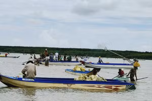 Người dân khai thác nghêu giống tại bãi nghêu