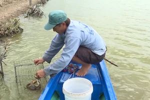 Mô hình nuôi tôm cua kết hợp của ông Nguyễn Văn Việt