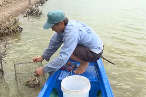 Mô hình nuôi tôm cua kết hợp của ông Nguyễn Văn Việt