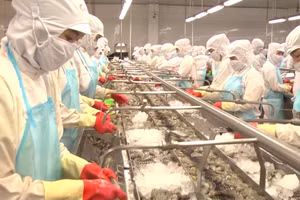 Quy trình chế biến tôm tại một Nhà máy chế biến xuất khẩu thủy sản tại Cà Mau.