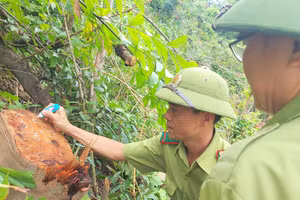 Lực lượng chức năng kiểm tra hiện trường vụ phá rừng.