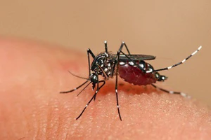 Virus Dengue gây bệnh sốt xuất huyết lây truyền qua đường muỗi đốt (Ảnh minh họa)