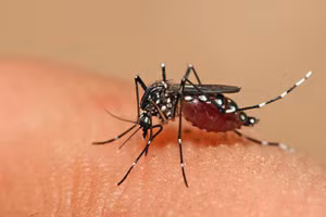 Virus Dengue gây bệnh sốt xuất huyết lây truyền qua đường muỗi đốt (Ảnh minh họa)