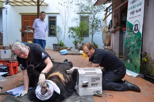 Giải cứu cá thể gấu ngựa bị nuôi nhốt hơn 20 năm tại Hà Nội