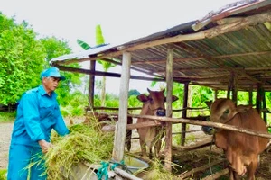 Nhờ nhận khoán bảo vệ rừng. Hộ ông Trân Tô Ha Riết, ở thôn Lập Lá, xã Lâm Sơn, huyện Ninh Sơn, tỉnh Ninh Thuận đã có được ba con bò cái, trị giá hơn 50 triệu đồng .