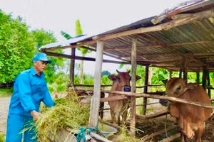 Nhờ nhận khoán bảo vệ rừng. Hộ ông Trân Tô Ha Riết, ở thôn Lập Lá, xã Lâm Sơn, huyện Ninh Sơn, tỉnh Ninh Thuận đã có được ba con bò cái, trị giá hơn 50 triệu đồng .