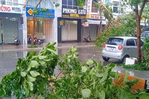 Cây đổ do bão số 12 sáng 10/11.