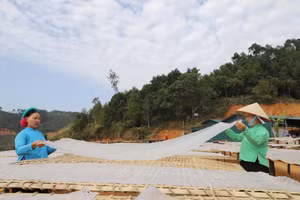 Nghề làm miến dong ở huyện miền núi Bình Liêu.