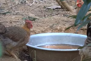 Gà đồi Ba Chẽ được uống nước nấu từ lá trà hoa vàng.