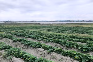 Ruộng khoai lang xanh mướt của gia đình anh Roảnh.