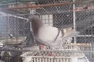 Chim bồ câu Pháp tại trang trại nhà anh Tuân.