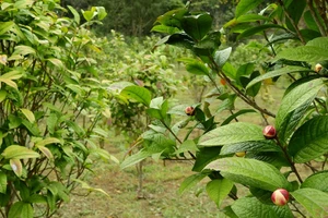 Cây trà hoa vàng ở Ba Chẽ.