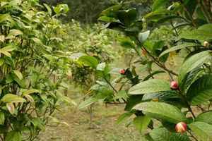 Cây trà hoa vàng ở Ba Chẽ.
