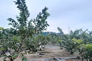 Nông dân Quảng Ninh đổi đời nhờ trồng ổi.