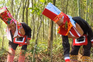 Người dân huyện miền núi Ba Chẽ thoát nghèo từ rừng.