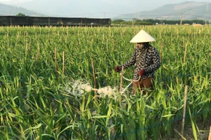 Người dân thị xã Đông Triều chăm sóc hoa. Ảnh: Minh Cương