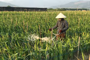 Người dân thị xã Đông Triều chăm sóc hoa. Ảnh: Minh Cương