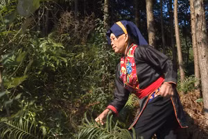 Người dân Ba Chẽ gắn bó với rừng. 