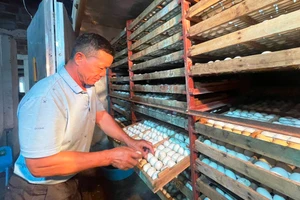 Mỗi năm gia đình ông Đồng Quang Cường thu về trên 500 triệu đồng tiền lãi từ mô hình nuôi vịt khép kín.