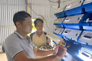 Cua thành phẩm bán với giá từ 650.000 đồng đến 700.000 đồng/kg.