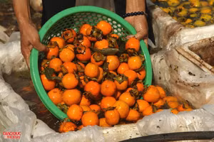 Xã Nam Anh, huyện Nam Đàn được xem là thủ phủ cây hồng của xứ Nghệ.