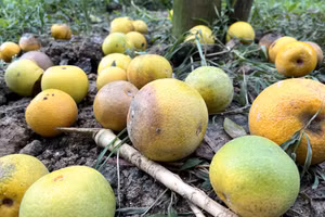 Do ảnh hưởng mưa lớn, cam Xã Đoài bị rụng rất nhiều.