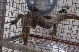 Cá thể kỳ đà vân thuộc danh mục quý hiếm, nguy cấp được phát hiện tại nhà hàng.