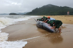 Lực lượng biên phòng và người dân đang nỗ lực giải cứu để đưa cá voi về với biển. (Ảnh Ngọc Bình).