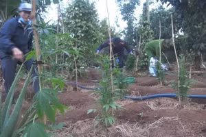 Cơ quan chức năng nhổ bỏ số cần sa trồng trái phép.