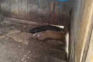 Heo hỗ trợ chết hàng loạt tại huyện Kon Plông.