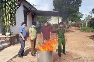 Đội Quản lý Thị trường số 2, Cục Quản lý Thị trường tỉnh Kon Tum tiến hành tiêu huỷ 14kg lá và củ có hình dáng giống sâm Ngọc Linh.