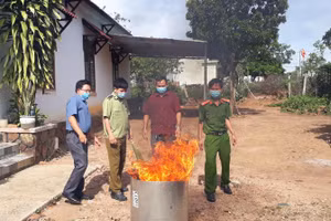 Đội Quản lý Thị trường số 2, Cục Quản lý Thị trường tỉnh Kon Tum tiến hành tiêu huỷ 14kg lá và củ có hình dáng giống sâm Ngọc Linh.