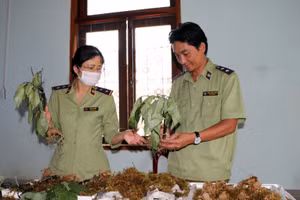 Cơ quan chức năng phát hiện vụ vận chuyển các loại củ giả mạo sâm Ngọc Linh Kon Tum.
