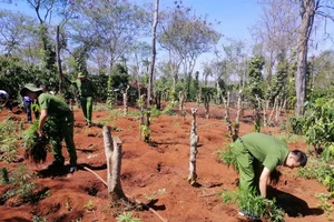 Cơ quan chức năng nhổ số cần sa hai anh em ruột trồng trong rẫy cà phê.