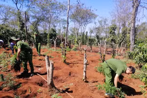 Cơ quan chức năng nhổ số cần sa hai anh em ruột trồng trong rẫy cà phê.