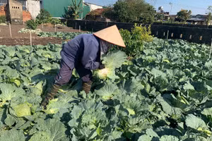 Giá rau rẻ, người dân đành phải nhổ cho hoặc chất đống ủ làm phân bón.