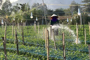 Làng hoa Đông Cương tất bật chuẩn bị những công đoạn cuối cùng để cho lứa hoa phục vụ thị trường Tết.