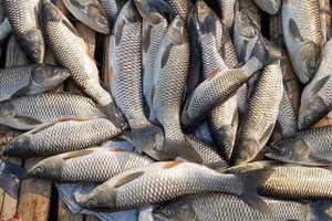 Cá lồng chết hàng loạt trên sông Mã.