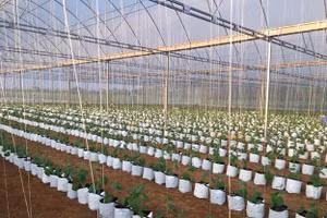 Mô hình dưa vàng kim hoàng hậu được nhân rộng ở xã Thọ Thanh, huyện Thường Xuân.