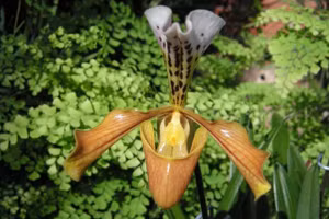 Lan hài lục Tam Đảo, Vĩnh Phúc.