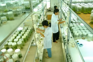 Sinh viên Khoa Nông nghiệp (Trường ĐH Cần Thơ) thực tập tại phòng thí nghiệm.