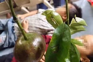 Quả hồng trâu – “Thủ phạm” khiến một học sinh lớp 4 bị tử vong. Ảnh: IT
