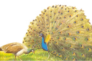 Nguyễn Du thường dùng hình ảnh động vật với cảm hứng triết lý để ẩn dụ cho một minh triết nào đó. Bài “Khổng tước vũ” là triết lý về sự không tương hợp giữa hình thức bên ngoài và bản chất bên trong.