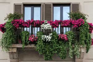 Những vị trí đắc địa đặt cây phong thủy mang tài lộc cho gia chủ