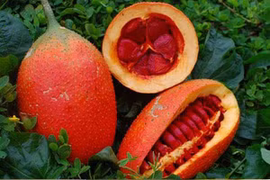 Chiết xuất dầu trực tiếp từ màng gấc tươi