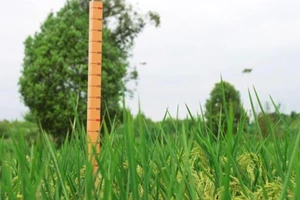 Lúa có kích thước khổng lồ được phát triển ở Trung Quốc.